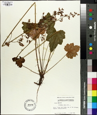 Heuchera americana image