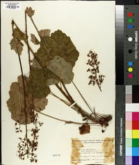 Heuchera americana image