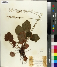 Heuchera americana image