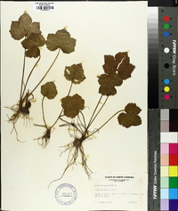 Heuchera americana image