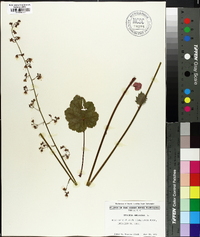 Heuchera americana image