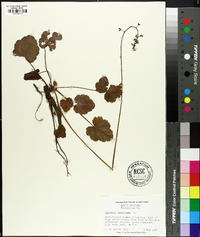 Heuchera americana image