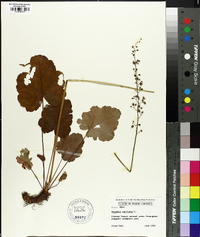 Heuchera americana image