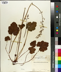 Heuchera americana image