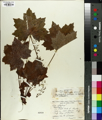 Heuchera villosa image