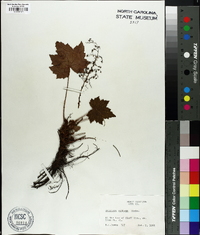 Heuchera villosa image