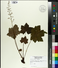 Heuchera villosa image