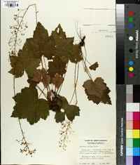 Heuchera villosa image