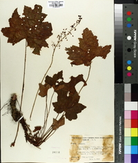 Heuchera villosa image