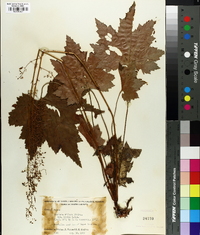 Heuchera villosa image