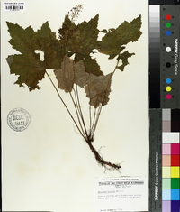 Heuchera villosa image