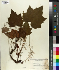 Heuchera villosa image