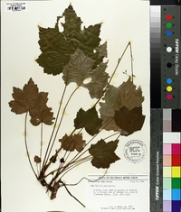 Heuchera villosa image