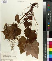 Heuchera villosa image