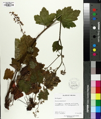 Heuchera americana image