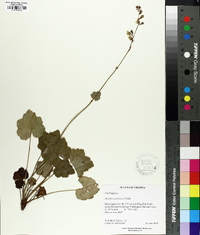 Heuchera pubescens image