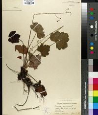 Heuchera americana image