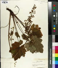 Heuchera americana image