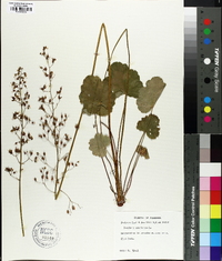 Heuchera americana image