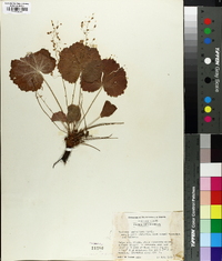 Heuchera parviflora image