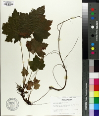 Heuchera villosa image