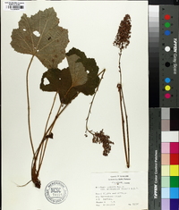 Heuchera villosa image