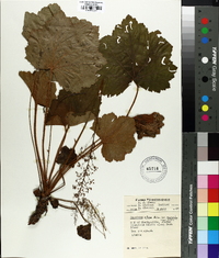 Heuchera villosa image