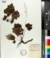 Heuchera villosa image