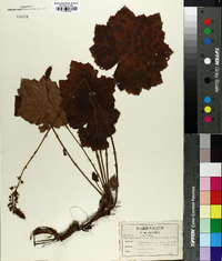 Heuchera villosa image