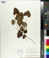 Heuchera americana image