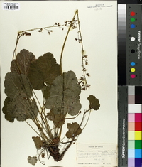 Heuchera americana image