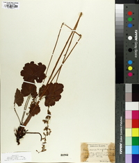 Heuchera americana image