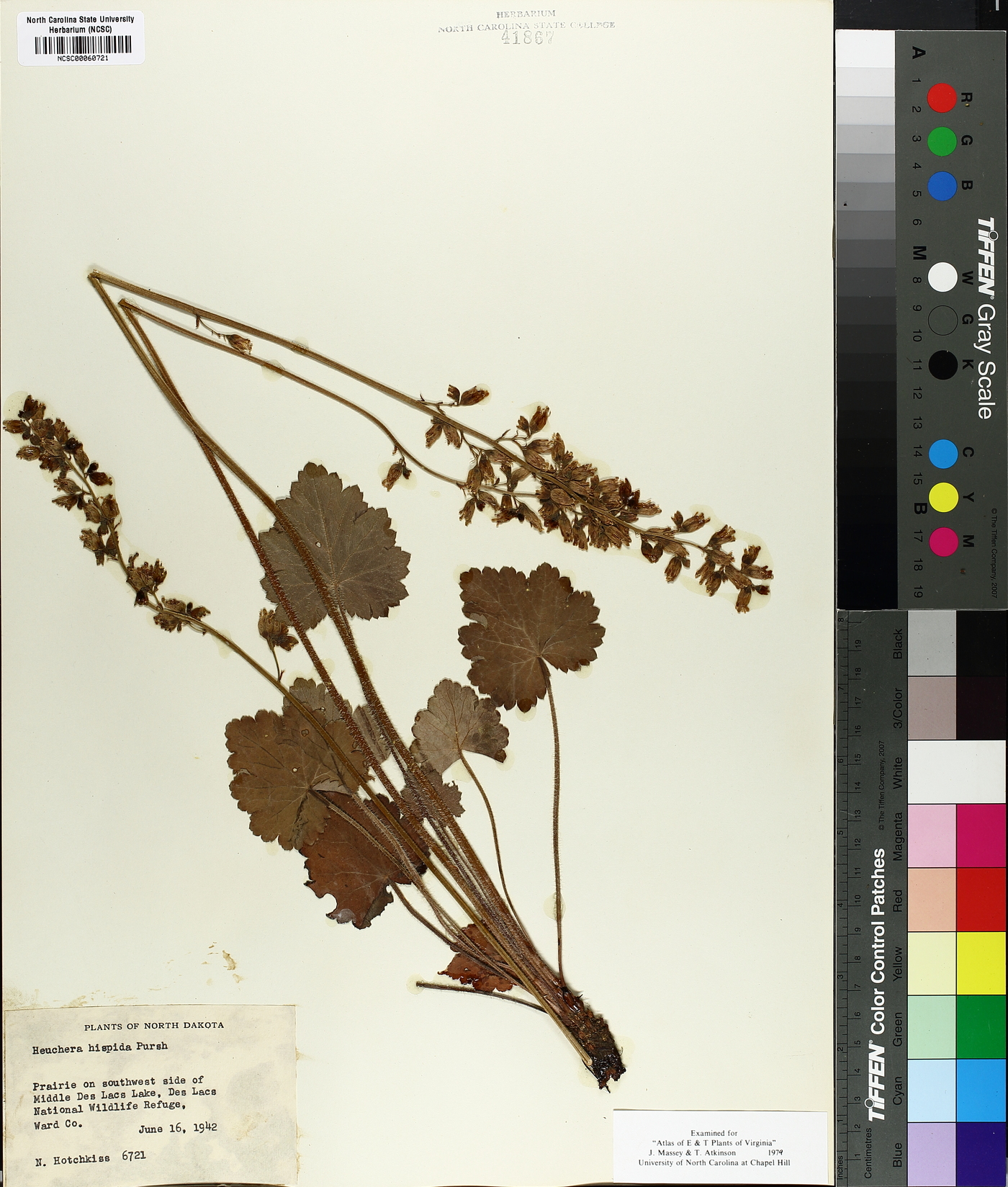Heuchera americana var. hispida image