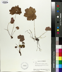 Heuchera puberula image