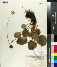 Parnassia grandiflora image