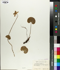 Parnassia asarifolia image