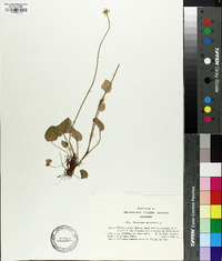 Parnassia palustris image