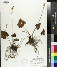 Tiarella cordifolia image