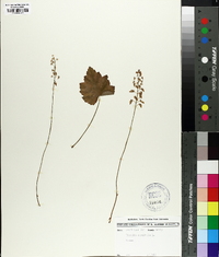 Tiarella cordifolia image
