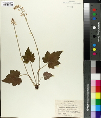 Tiarella cordifolia image