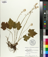 Tiarella cordifolia image