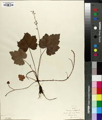 Tiarella cordifolia image