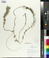 Myriophyllum sibiricum image