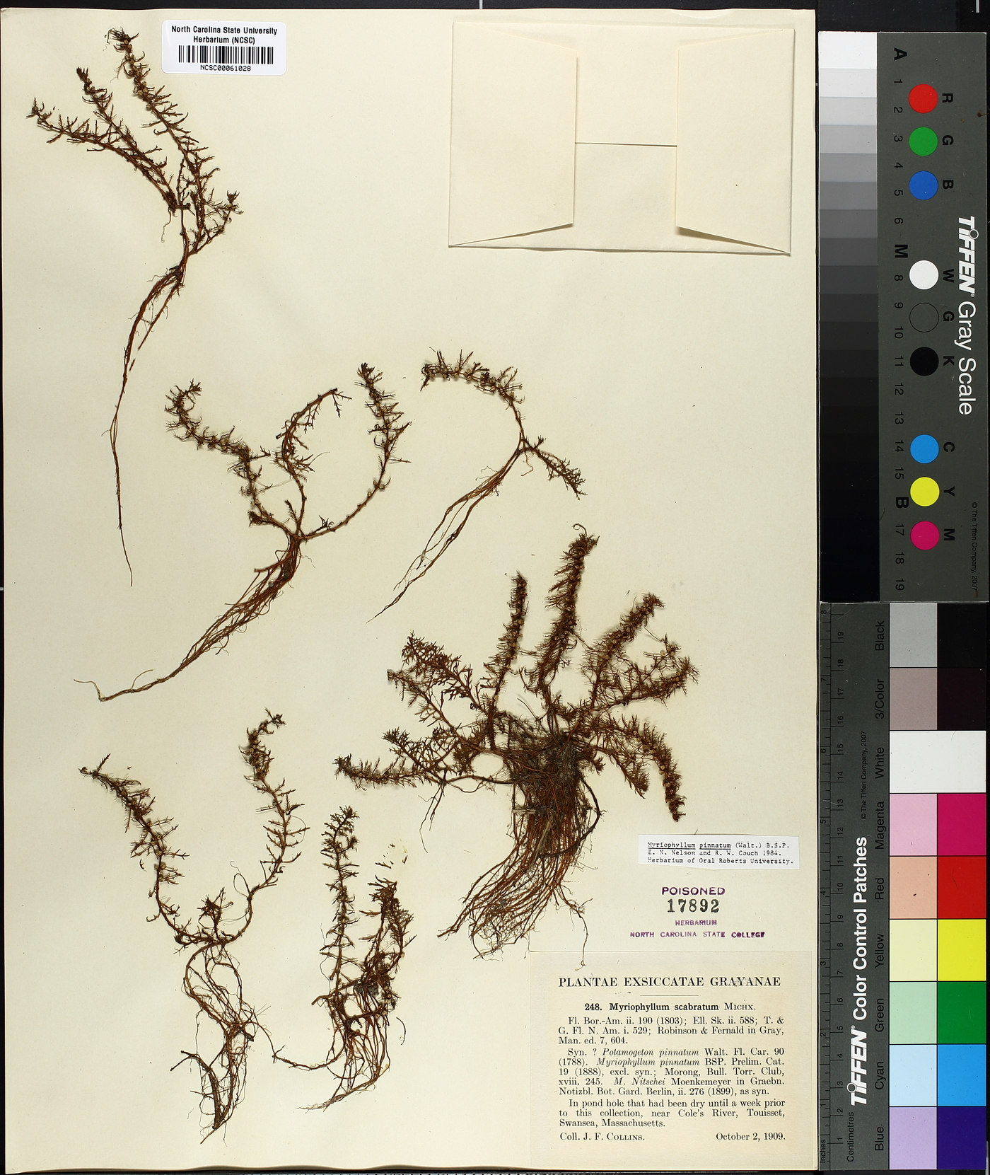 Myriophyllum pinnatum image