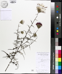 Cirsium virginianum image