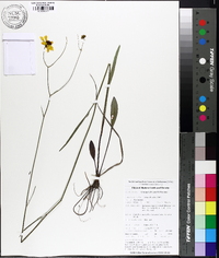 Coreopsis falcata image