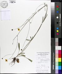 Coreopsis linifolia image