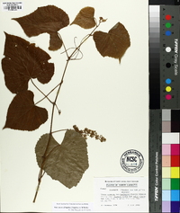 Vitis cinerea image