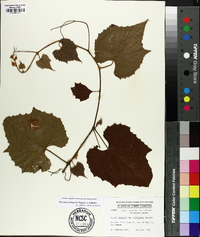 Vitis cinerea image