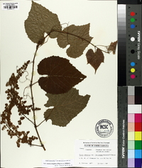 Vitis cinerea image